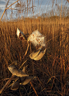 Milkweed - Wisconsin Field