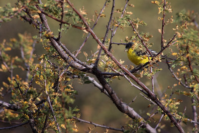 Western Goldfinch - Sedona, Arizona