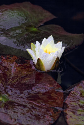 Water Lily - Sonoma County, California