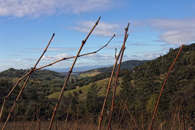 Hills and Vines - Alpicella Vineyard - Sonoma County, California