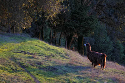 Rama the Llama - Alpicella Vineyard - Sonoma County, California