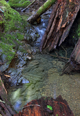 Armgstrong Redwoods Creek - Sonoma County, California