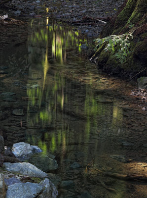Armgstrong Redwoods Creek Reflections Sonoma Conty, California