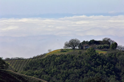 Vineyard above the Clouds - Sonoma County California