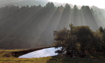 Light Through the Trees - Sonoma County, California