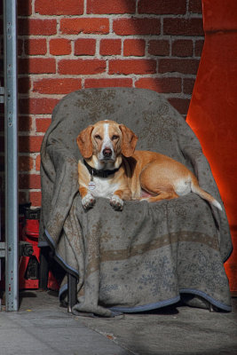 Shop Dog Portrait - Petaluma, California