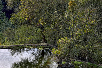 Pond - Alpicella Vineyard - Sonoma County, California