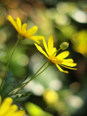 Yellow Flowers