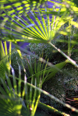 Palm Abstract - Alpicella Vineyard, California