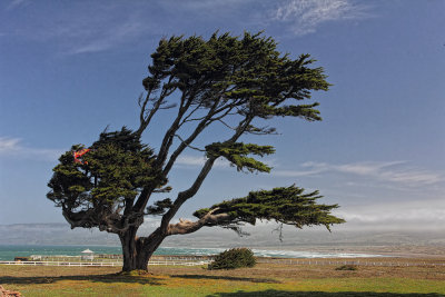 Monterey Cypress - Point Arena, California