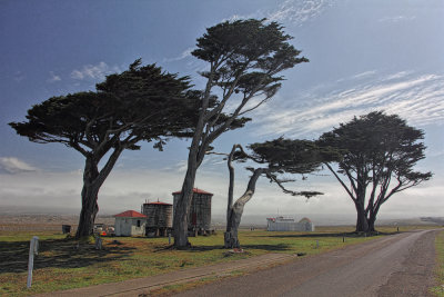 Monterey Cypress - Point Arena, California