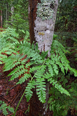 Woodland Fern