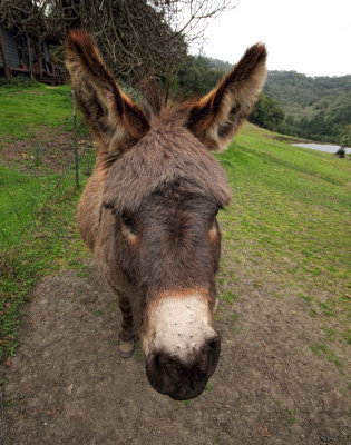 Boo - Alpicella Vineyard, California