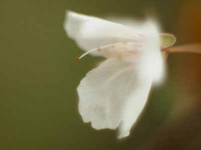 White Flower