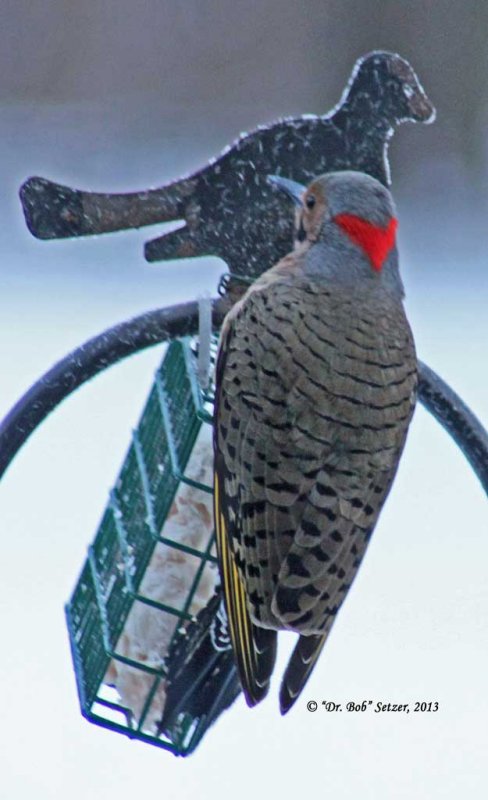 1217-Flicker---yellow-shaft.jpg
