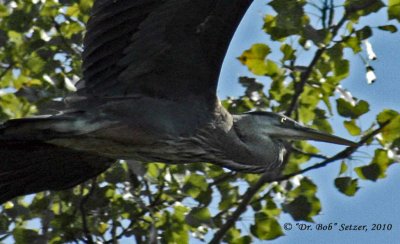 6380-Holland-GBH---close