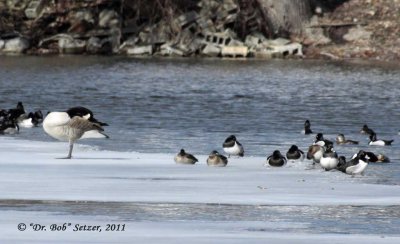 9205 Canada Goose and Ring-necked Ducks