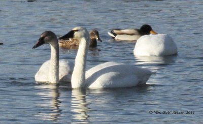 5631-Tundra-Swan--and-Juvenile