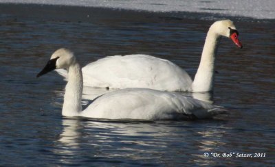 5324-Swans - Trumpeter-Mute