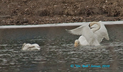 0150-Swans-Trumpeter-doing