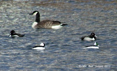 9274 Canada Goose, Ring-necked Ducks, Buffleheads