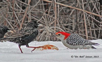 8825-Red-bellied-WP-vs-Starling