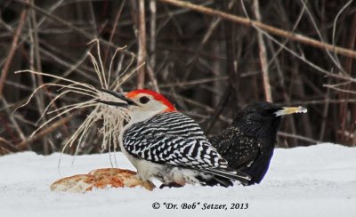 8827-Red-bellied-Woodpecker