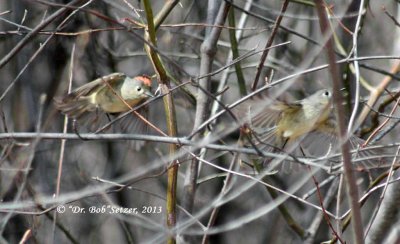 4583-Ruby-crowned-Kinglets