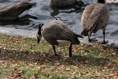Goose Butt or is it Geese Butt's