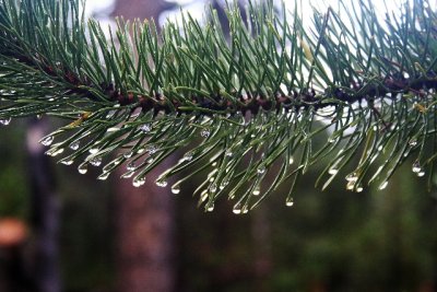 Rain drops on pine needles.