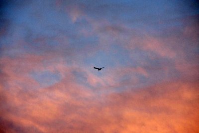 Gull at sun set