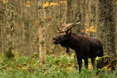 Orignal -- Moose