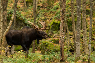 Orignal -- Moose