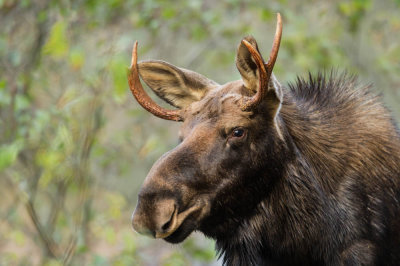 Orignal -- Moose