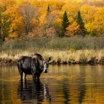 Orignal -- Moose