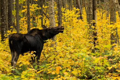Orignal -- Moose