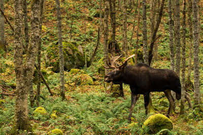 Orignal -- Moose
