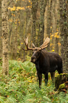 Orignal -- Moose