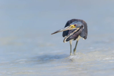 Aigrette tricolore -- Tricolored Heron