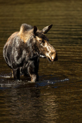 Orignal -- Moose