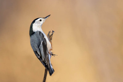 Sittelle à poitrine blanche -- White-breasted Nuthatch