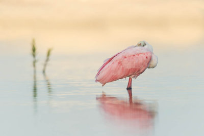 Spatule rose -- Roseate Spoonbill