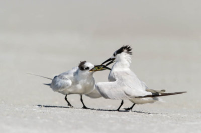 Sterne caugek -- Sandwich Tern