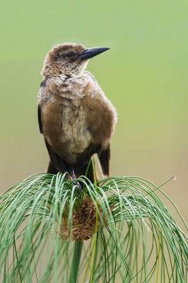 Quiscale des marais, femelle -- Boat-tailed Grackle, female