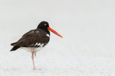 Hutrier d'Amrique -- American Oystercatcher