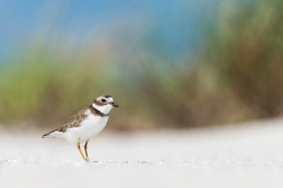 Pluvier semipalmé -- Semipalmated Plover