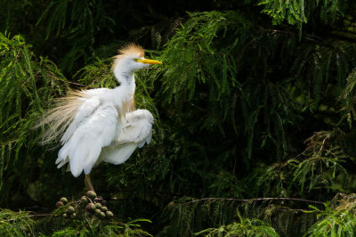 Héron garde-boeuf -- Cattle Egret