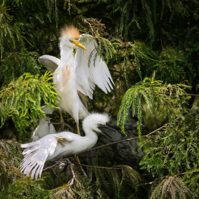 Hérons garde-boeuf -- Cattle Egret