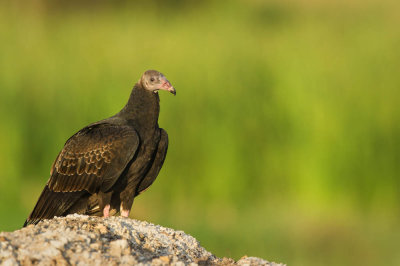 Urubu  tte rouge, juvnile -- Turkey vulture, young