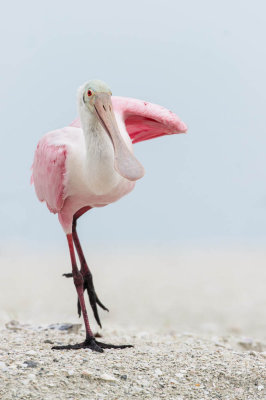 Spatule rose -- Roseate Spoonbill